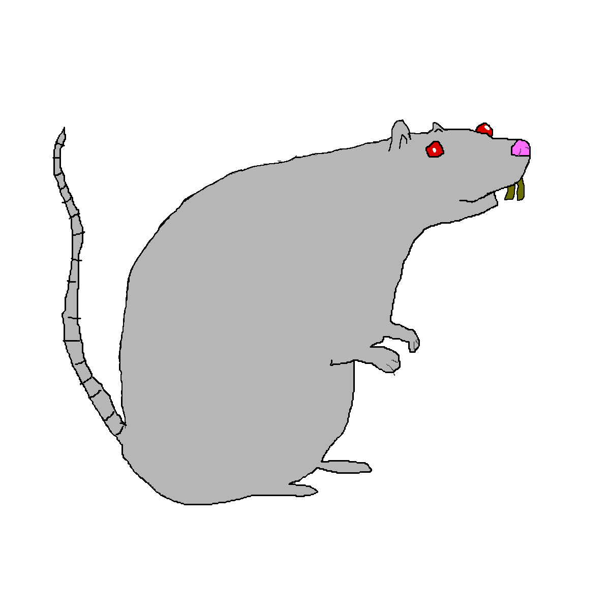 rat